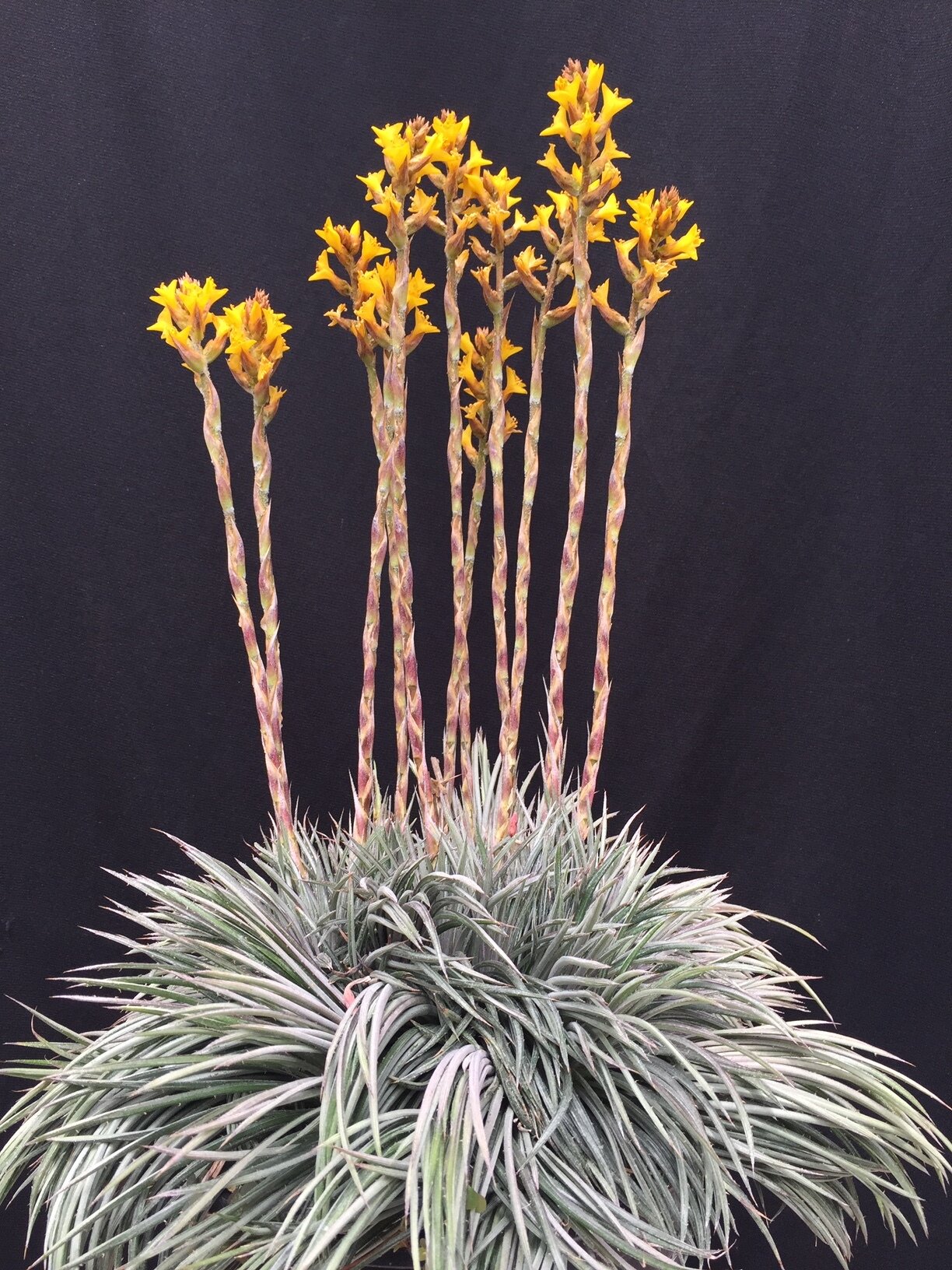 dyckia.JPG