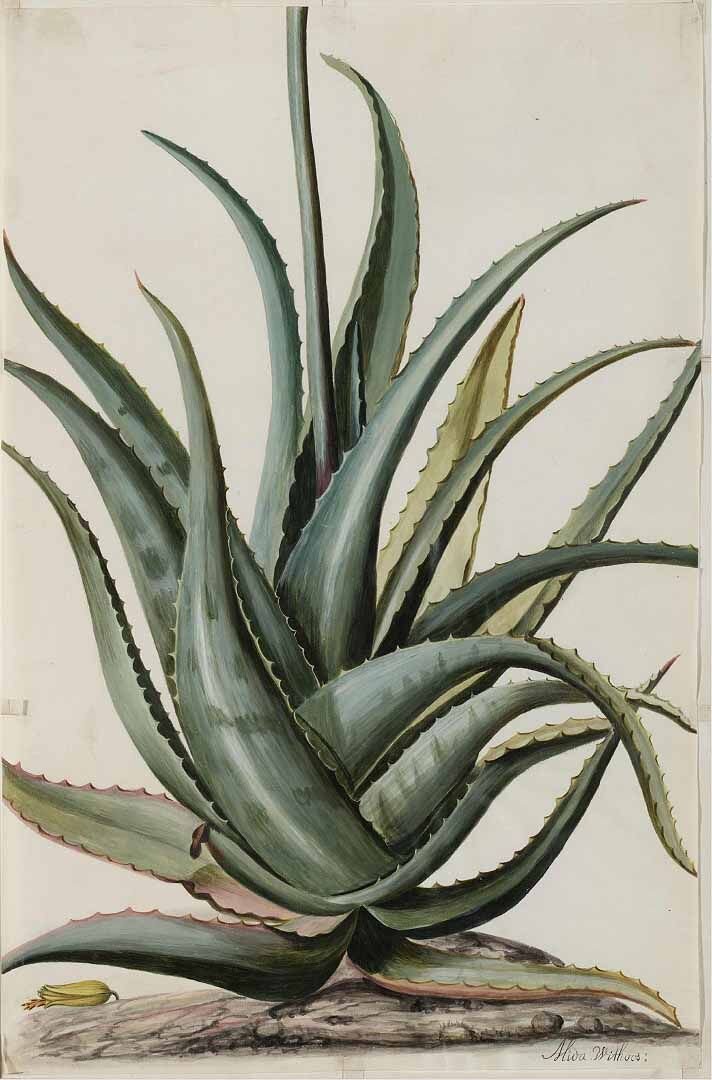 aloe