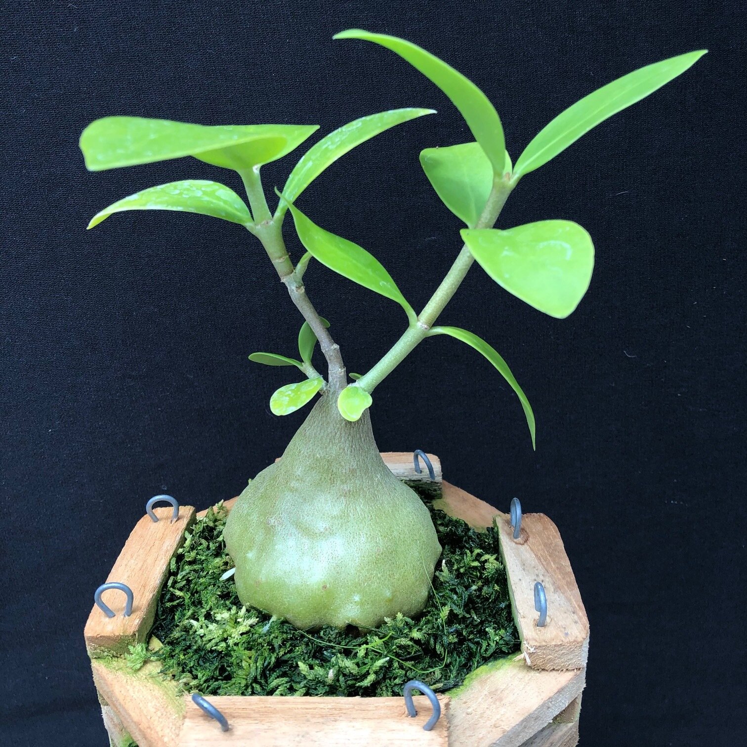 hydrophytum.jpg