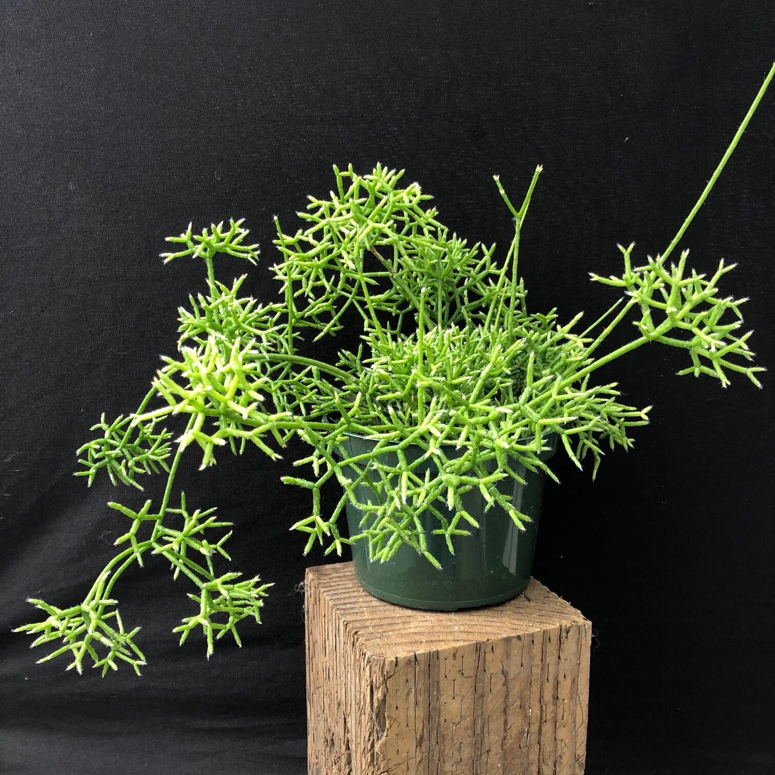 rhipsalis.jpg