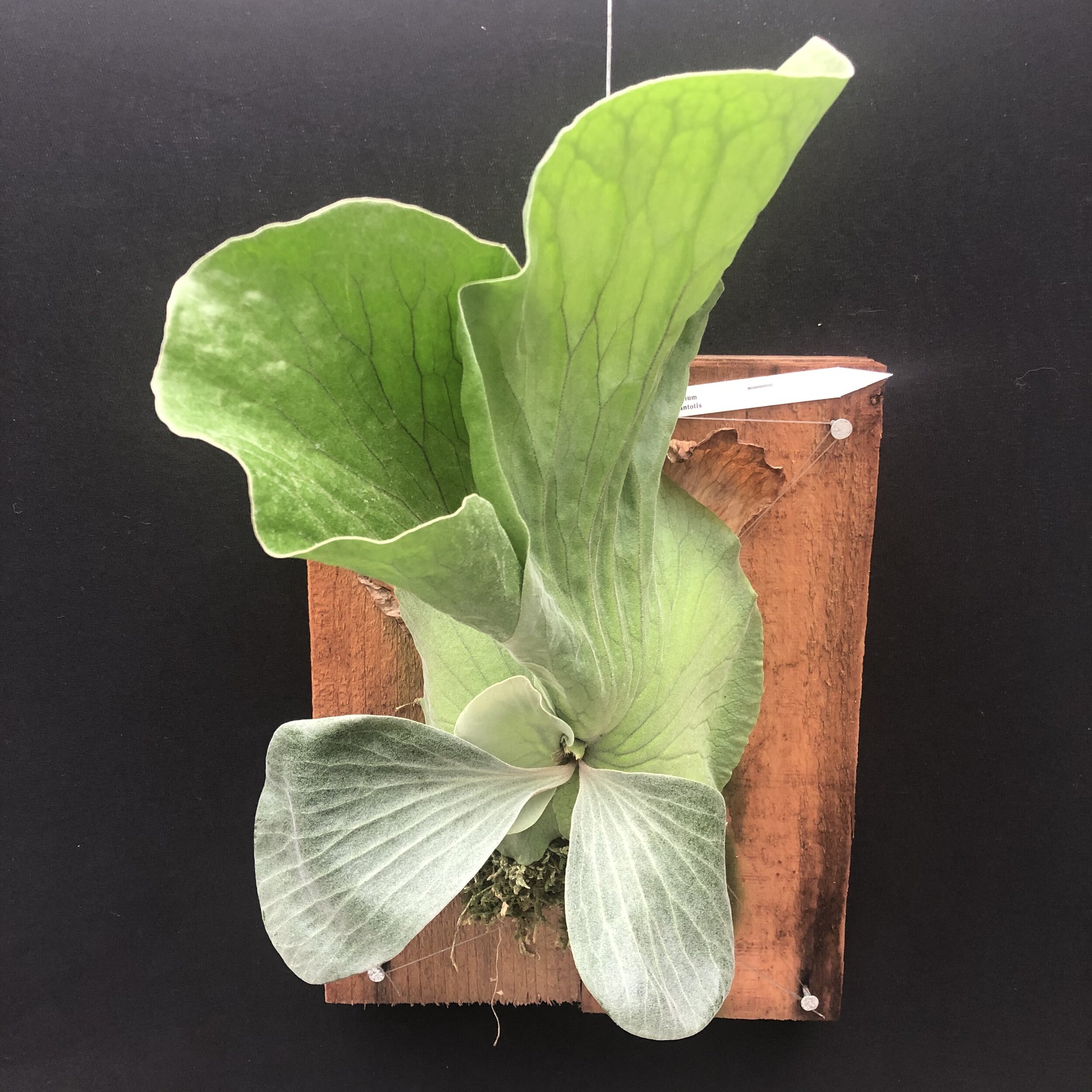 Botanicals — specimens at Cal-Orchid