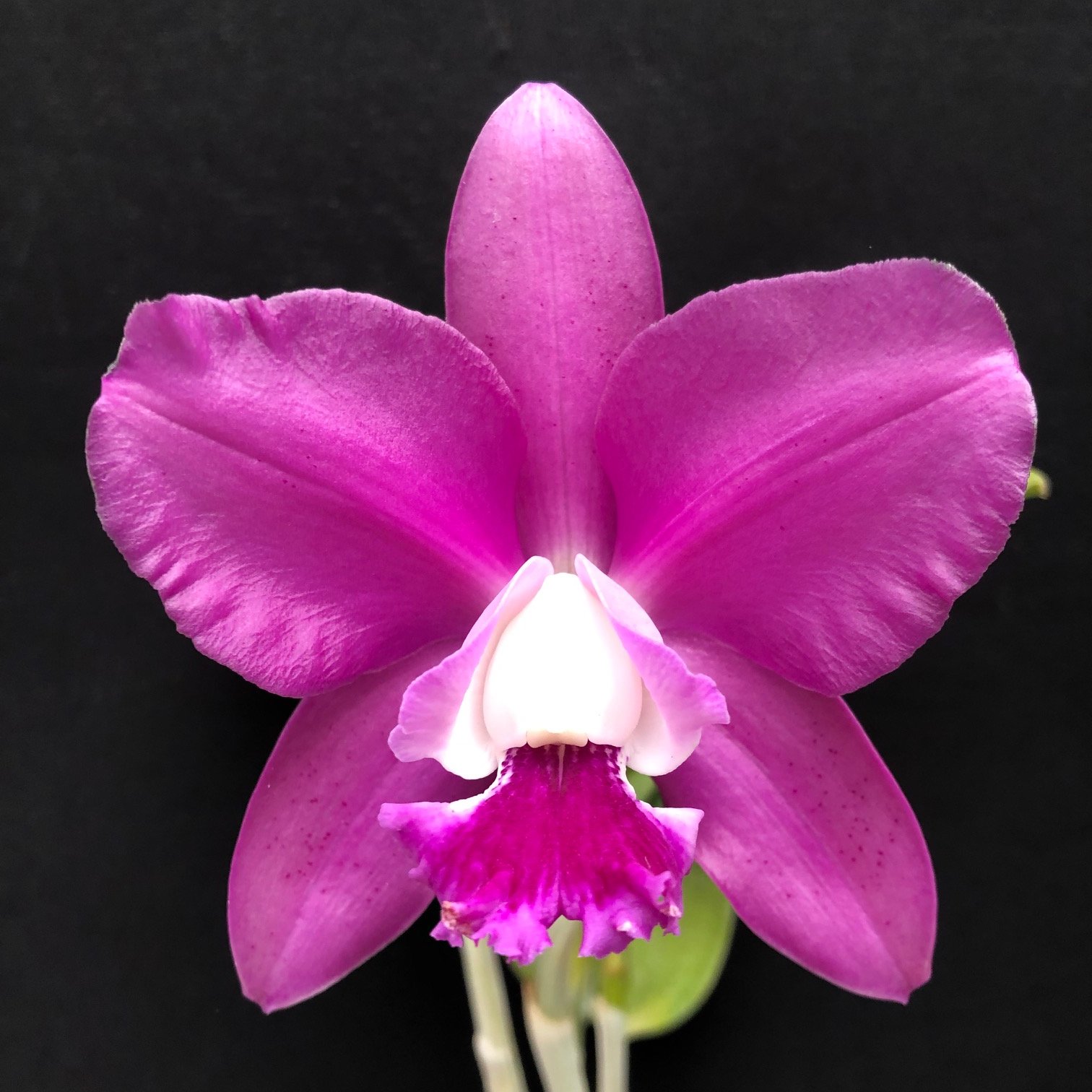 Cattleyas — specimens at Cal-Orchid