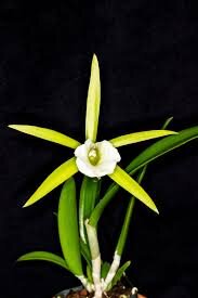 key lime stars.jpg