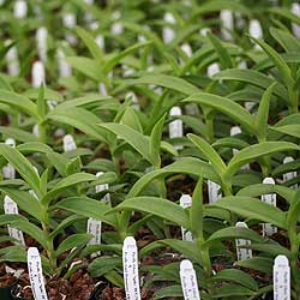 Pacific Line Epidendrums — archive specimen