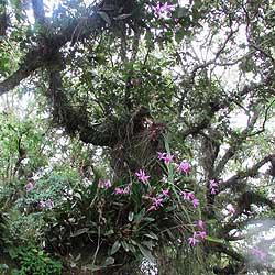 Laelia anceps