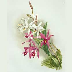 Laelia anceps