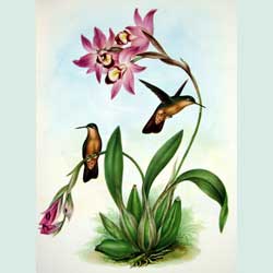 Laelia anceps