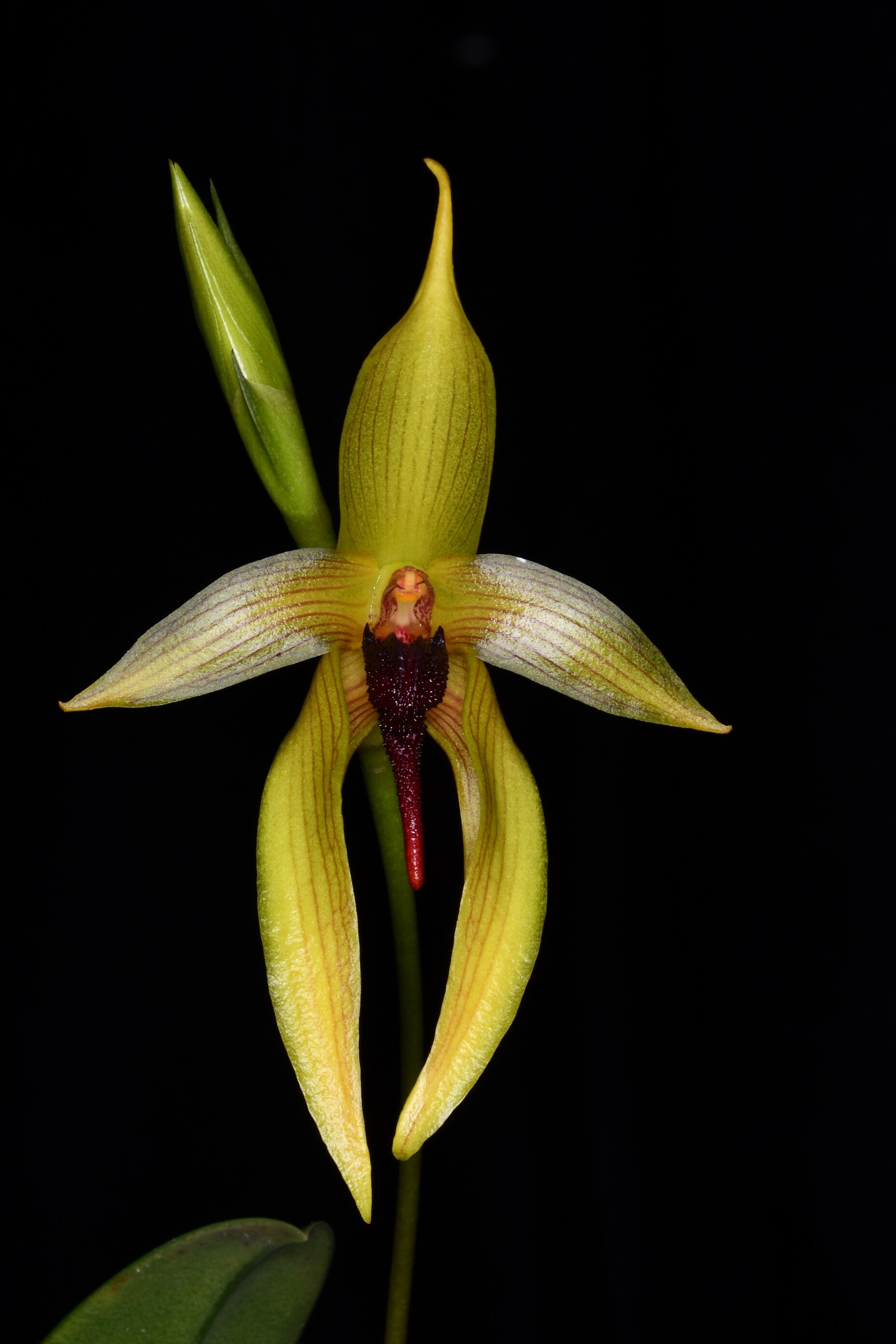 Miscellaneous Hybrids — specimens at Cal-Orchid