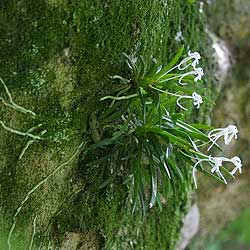 Neofinetia falcata — archive specimen
