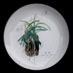 Neofinetia falcata