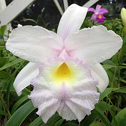 Sobralia — archive specimen