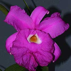 Sobralia-rogersiana-'Bolin'.jpg