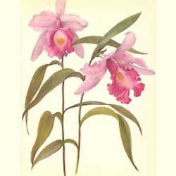 Sobralia