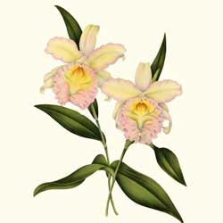Sobralia