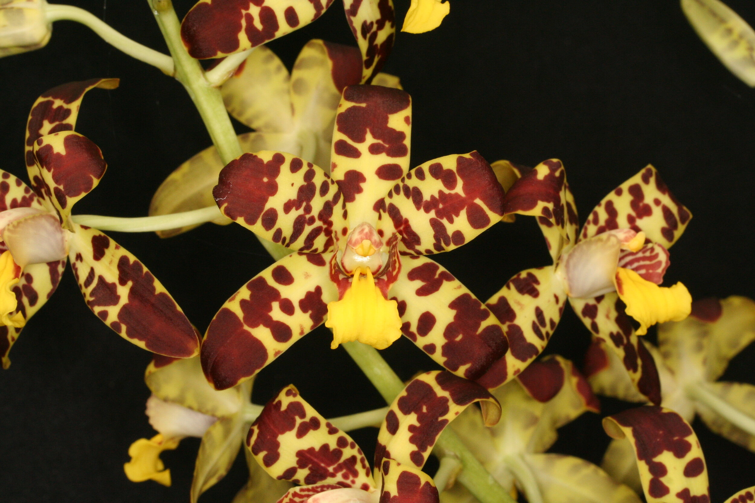 Species — specimens at Cal-Orchid