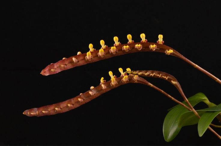 bulb. falcatum.jpg