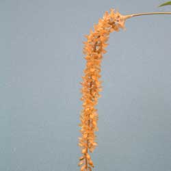 Dend-bicallosum.jpg